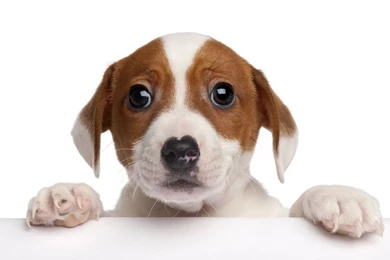 Download Puppy Wallpapers HD