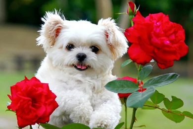 Cute Puppies With Red Flowers HD Wallpapers Wallpapers Series ...