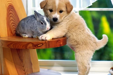 HD Quality Cute Dog Puppies 2 Animals HD Wallpapers   SiWallpapers 2443