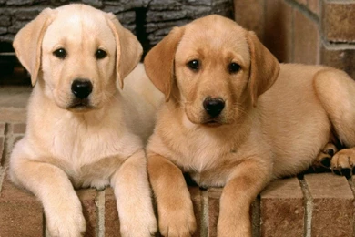 Animals Dogs Puppies Hd Wallpapers   (