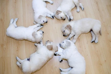 Cute Puppies HD Wallpapers