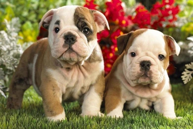 Bulldog Puppy HD Wallpapers
