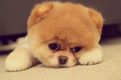 Little Puppy Wallpapers For Desktop & Mobile Of Cute Puppy