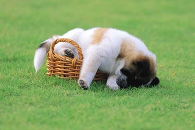 Sleeping puppy in bucket hd wallpapers   +ADw /title+AD4APA title+ ...