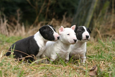 HD Bull Terrier Wallpapers Desktop