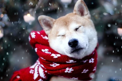 Puppy Wallpapers Cute