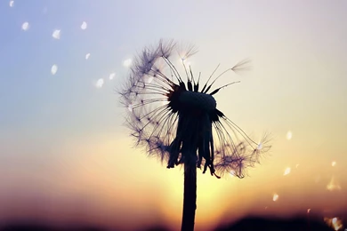 Dandelion Wallpapers High Quality