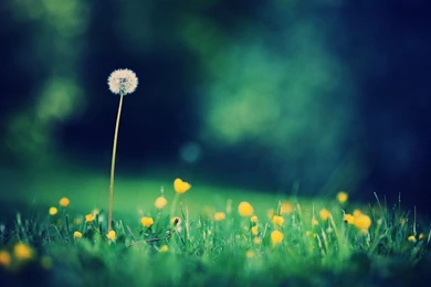 Dandelions Wallpapers   Flower Wallpapers