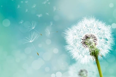 Dandelion Backgrounds 2160x1920 Samsung Galaxy S4 Wallpapers ...