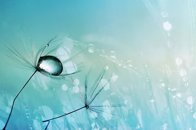 Dandelion Wallpapers