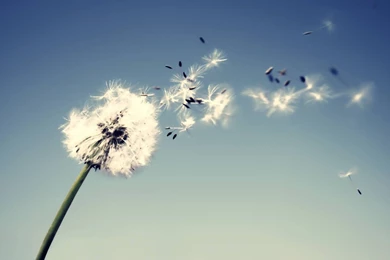 Dandelion Wallpapers Hd Wallpapers Page 0