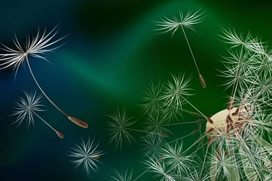 Dandelion Broken Flowers Wallpapers Desktop 23