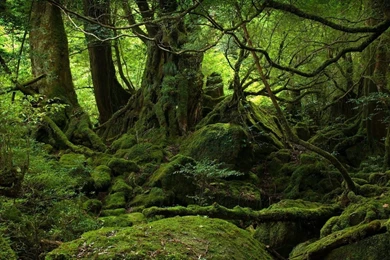 Jungle full hd background_1.jpg