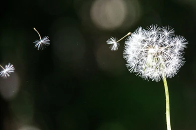 Flying Dandelion HD Wallpapers