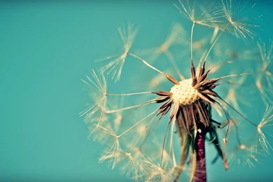 Dandelion Flower HD Wallpapers