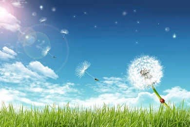 Spring Flowers Wallpapers