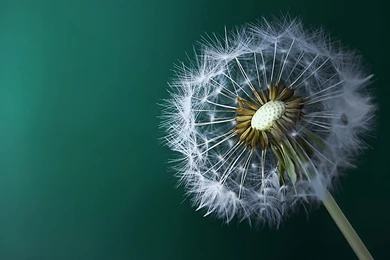 149 Dandelion HD Wallpapers
