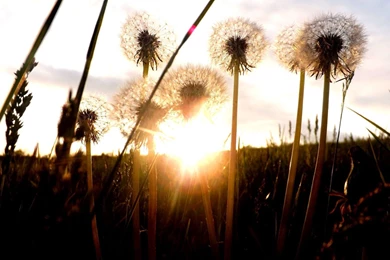 Sunrise Among Dandelions Wallpapers   Photography Wallpapers