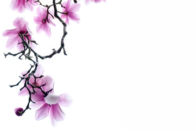 White Backgrounds 3371 Awesome HD   Wallnos.com