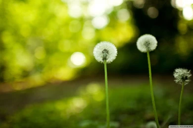 Dandelion Wallpapers