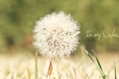 Dandelion Wallpapers   Flower Wallpapers