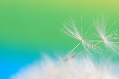 Download Wallpapers 1920x1080 Dandelion, Seeds, Feathers, Flight ...