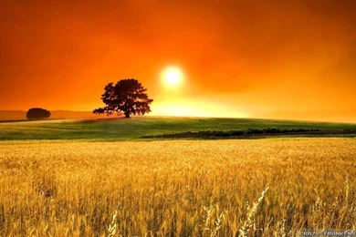 Hot Summer Wallpapers   Crazy Frankenstein