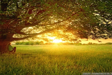 Summer Day Wallpapers 2   Crazy Frankenstein