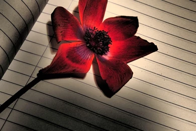 Notebook >> HD Wallpaper, Get It Now!