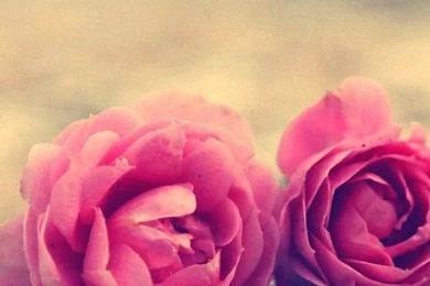 Full HD Rose Close Up iPhone 6 Wallpapers 750x1334 iPhone 6 Wallpapers