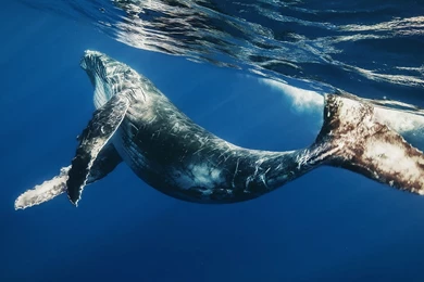 1920x1080 Blue Whale Backgrounds Wallpapers