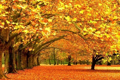 HD Quality Beautiful Autumn Widescreen Wallpapers HD 10 ...