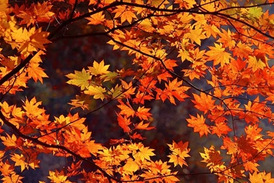 1920x1080 Japan Autumn Desktop PC And Mac Wallpapers