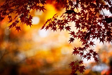 1920x1080 Autumn Leaves Wallpapers
