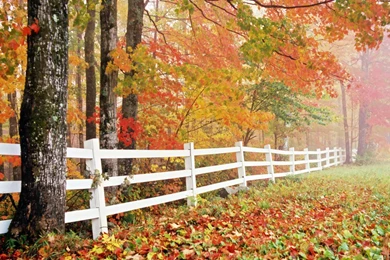 Autumn In The Forest Wallpapers   Nature Wallpapers