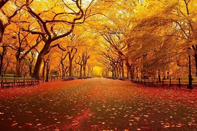 Download Autumn Wallpapers Wide