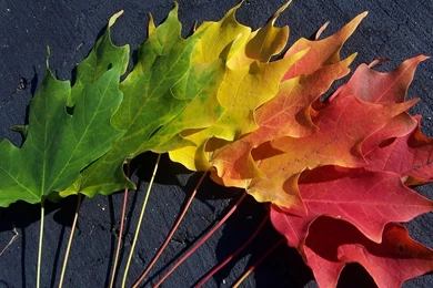 1920x1080 Autumn Spectrum Desktop PC And Mac Wallpapers