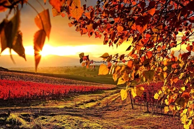 Vineyard Autumn Wallpapers