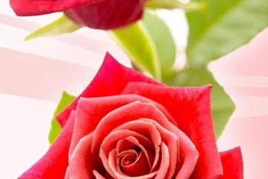 Rose Wallpapers For Iphone 5
