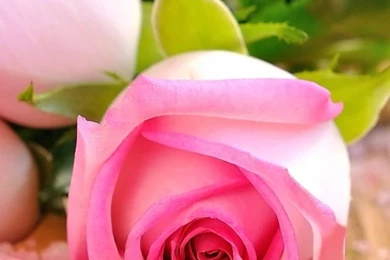 Download Wallpapers 750x1334 Rose, Salt, Candles, Blurring iPhone 6 ...