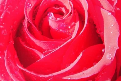 Rose iPhone 5s Wallpapers