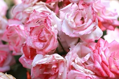 Rose Pink Buds Blooms iPhone 6 Wallpapers Download