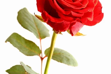 Rose Wallpapers HD For Iphone   Wallpapers