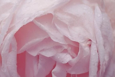 Dew Rose iphone 5 wallpaper ilikewallpaper_com.jpg