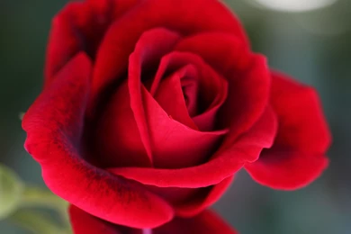 Rose Wallpapers Hd Iphone Stills