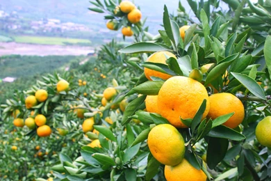 Lemon Tree HD Wallpapers For Desktop