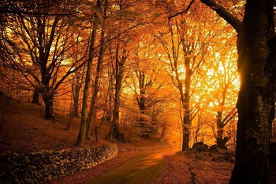 Amazing Golden Autumn Wallpapers