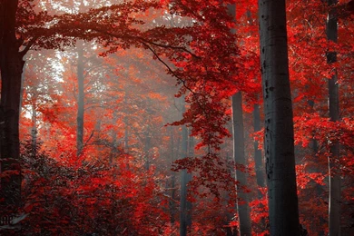 1920x1080 Autumn Red Forest Wallpapers