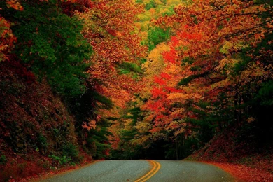 131 Fall HD Wallpapers