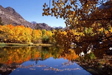 Autumn In The Forest Wallpapers Nature Wallpapers